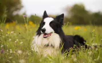 Alles, was Sie über den Border Collie wissen müssen