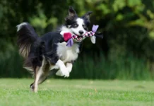 Die Bedeutung von geistiger Auslastung für Hunde und wie man sie erreicht.