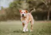 Der Border Terrier: Ein lebhafter Begleiter mit Charme und Charakter