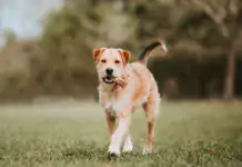 Der Border Terrier: Ein lebhafter Begleiter mit Charme und Charakter