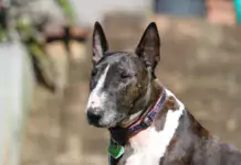 Bull Terrier: Ein einzigartiger Begleiter auf vier Pfoten