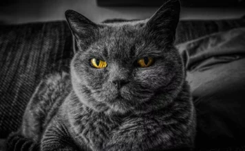 Britisch Kurzhaar: Ein enorm edler Vierbeiner Britisch Kurzhaar