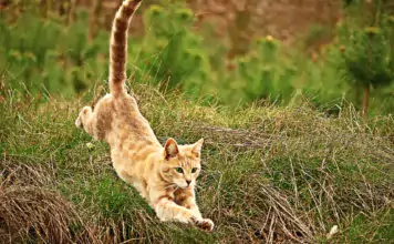 Katzen und ihre erstaunliche Sprungkraft: Fakten und Rekorde.