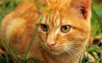 Katzen und ihre Gesundheit: Häufige Krankheiten und Vorbeugung.
