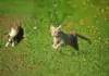 Katzen und ihre natürlichen Instinkte: Jagdverhalten verstehen.