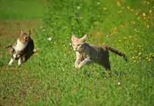 Katzen und ihre natürlichen Instinkte: Jagdverhalten verstehen.