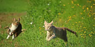 Zwei Katzen begegnen sich auf einer grünen Wiese