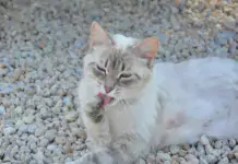 Die beste Art, um Katzenklo-Gerüche zu reduzieren: Strategien für ein frisches Zuhause.