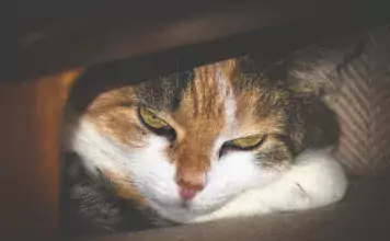 DIY-Katzenhöhlen: Gemütliche Verstecke zum Wohlfühlen.