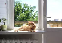 Wie man die perfekte Katze für sein Zuhause auswählt.
