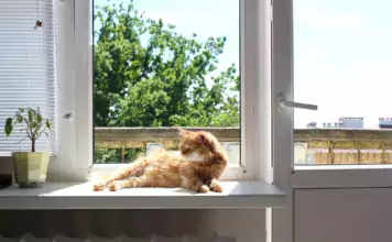 Wie man die perfekte Katze für sein Zuhause auswählt.