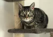 DIY-Kratzbäume: Kreative Ideen für glückliche Krallen.