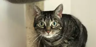 Kratzbaum auswählen: Stabilität, passende Maße und der richtige Standort Getigerte Katze sitzt auf einer Liegefläche ihres Kratzbaums