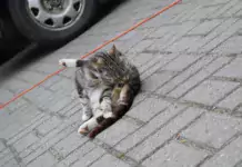 Wie man Katzen beibringt, nicht an Stromkabeln zu knabbern.