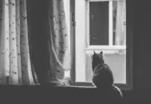 Wie man Katzen beibringt, nicht an Vorhängen zu hängen.