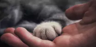Die Gesundheitsvorteile des Besitzes einer Katze: Stressabbau und mehr.