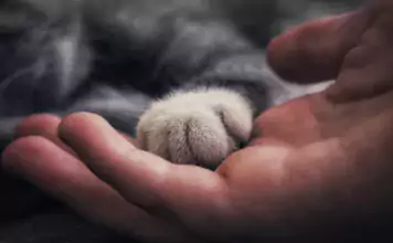 Die Gesundheitsvorteile des Besitzes einer Katze: Stressabbau und mehr.
