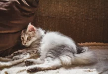 Herausforderungen beim Zusammenleben mit einer älteren Katze: Tipps für die Pflege.