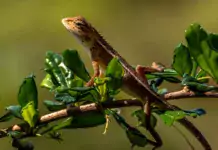 Terrarien als Orte der Entspannung und Meditation