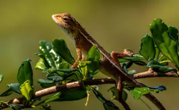 Terrarien als Orte der Entspannung und Meditation