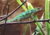 Terrarientiere und ihre Bedeutung für die biologische Schädlingsbekämpfung