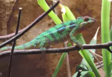 Terrarientiere und ihre Bedeutung für die biologische Schädlingsbekämpfung