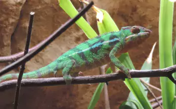 Terrarientiere und ihre Bedeutung für die biologische Schädlingsbekämpfung