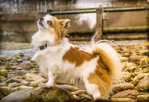 Alles, was Sie über Chihuahuas wissen müssen