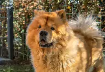Chow Chow: Der majestätische Löwenhund aus China