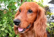 Amerikanischer Cocker Spaniel: Ein Hund mit Charme und Charakter