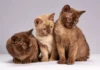 Katzen und ihre Bindung zu ihren Besitzern: Was die Wissenschaft sagt.