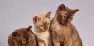 Drei Katzen liegen und sitzen nebeneinander