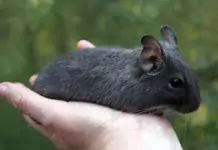 Der entzückende Degu: Ein porträtierter Alltagsbegleiter