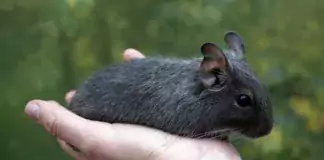 Der entzückende Degu: Ein porträtierter Alltagsbegleiter