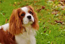 Cavalier King Charles Spaniel: Ein Einblick in die Welt des königlichen Begleithunds