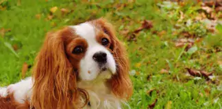 Cavalier King Charles Spaniel: Ein Einblick in die Welt des königlichen Begleithunds