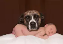 Wie man Hunde auf ein neues Baby im Haushalt vorbereitet