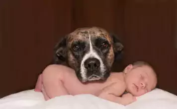 Wie man Hunde auf ein neues Baby im Haushalt vorbereitet