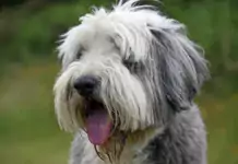 Der Bearded Collie: Ein charmanter Hund mit beeindruckender Mähne
