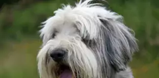 Der Bearded Collie: Ein charmanter Hund mit beeindruckender Mähne