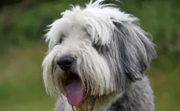 Der Bearded Collie: Ein charmanter Hund mit beeindruckender Mähne