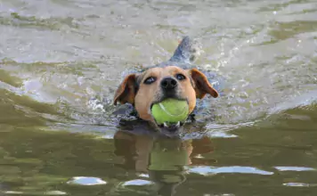 Die Bedeutung von regelmäßiger körperlicher Aktivität für Hunde.