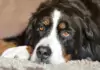 Der Berner Sennenhund: Ein treuer Begleiter mit einer reichen Geschichte