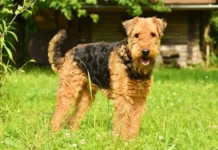 Airedale Terrier: Der König der Terrier