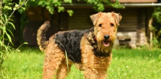 Airedale Terrier: Der König der Terrier