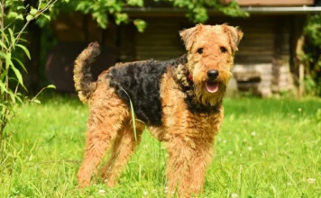 Airedale Terrier: Der König der Terrier