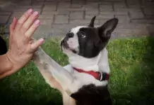Boston Terrier: Der charmante Gentleman unter den Hunden