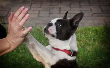 Boston Terrier: Der charmante Gentleman unter den Hunden