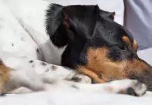 Wie man seinen Hund erfolgreich an eine Hundegarderobe gewöhnt.