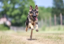 Die 10 beliebtesten Hunderassen der Deutschen